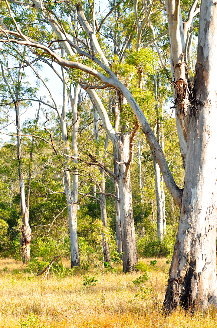 How the Sunshine Coast Became One of Queensland's Hardest Places to Find a Home